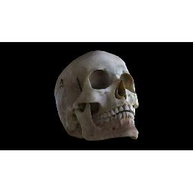 Human Skull(1) 3D